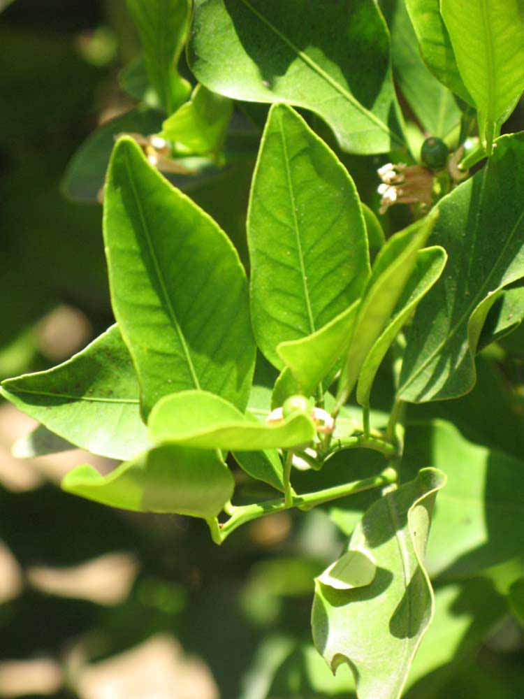              Sun leaves (Dancy Weshart, Riverside, CA)       